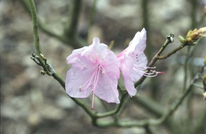 rhododendron 'Cornell Pink'