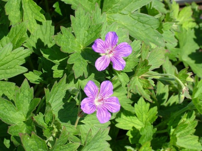 Wlassov's cranesbill