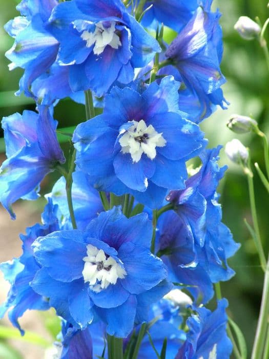 delphinium 'Royal Aspirations'