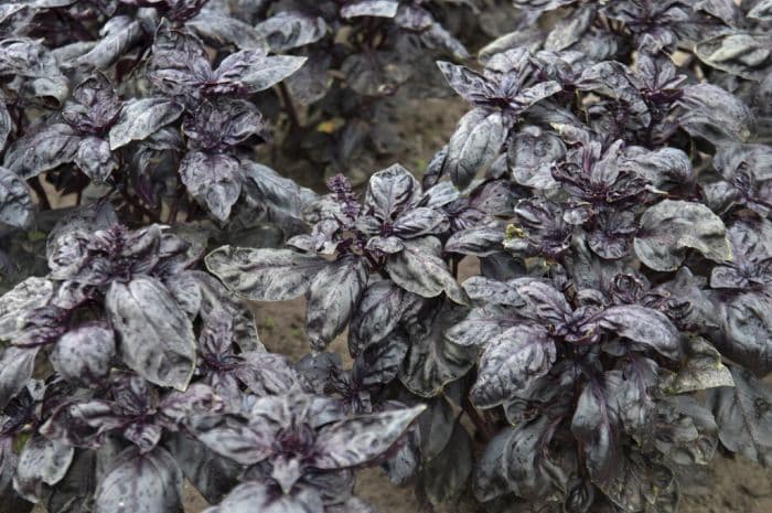 basil, red-leaved