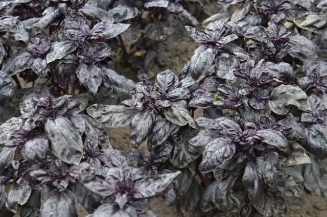 Basil, red-leaved