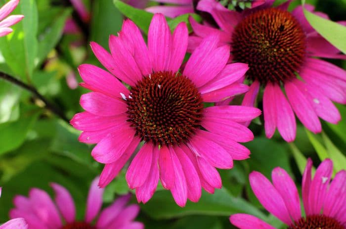 coneflower 'Summer Cloud'