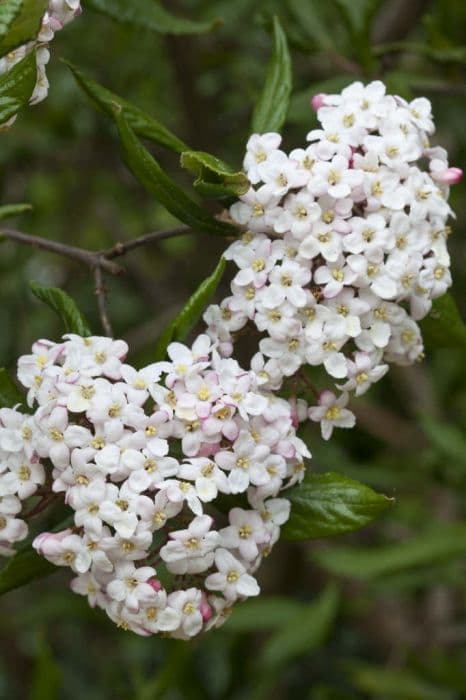 Burkwood viburnum