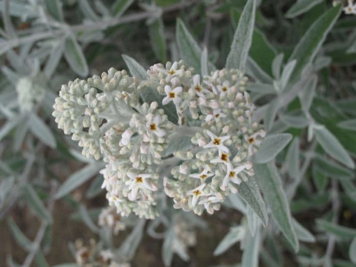 butterfly bush 'Morning Mist'