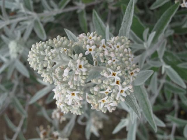 Butterfly bush 'Morning Mist'