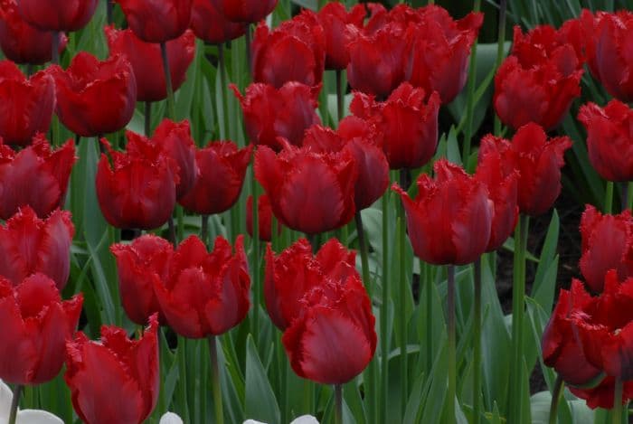 tulip 'Red Hat'