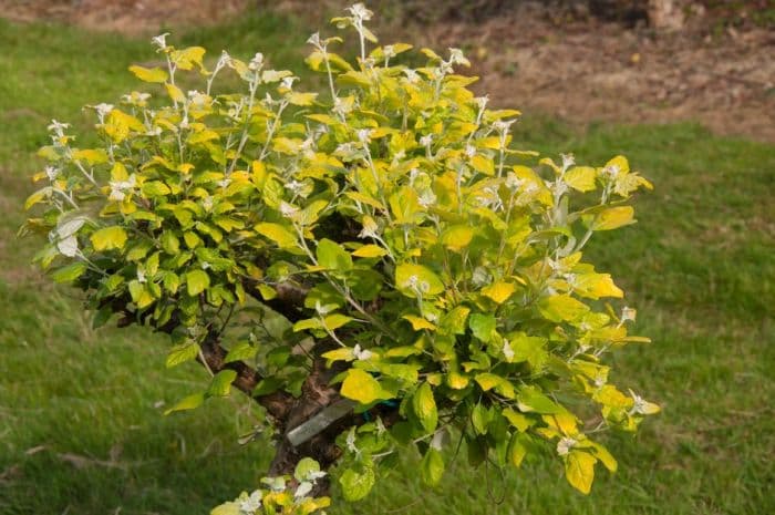 white poplar 'Richardii'