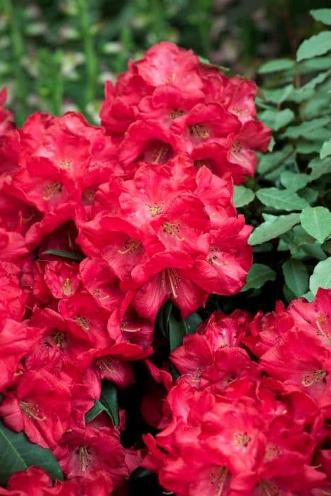 rhododendron 'Halfdan Lem'