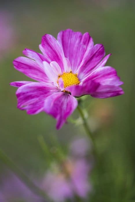 cosmea 'Rosetta'