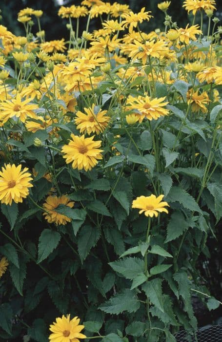 North American ox-eye 'Benzinggold'