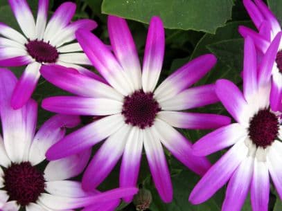 Cineraria