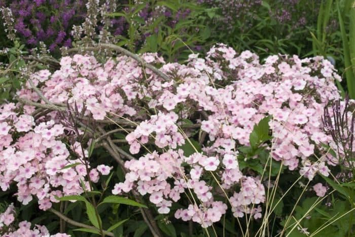 perennial phlox 'Rosa Pastell'