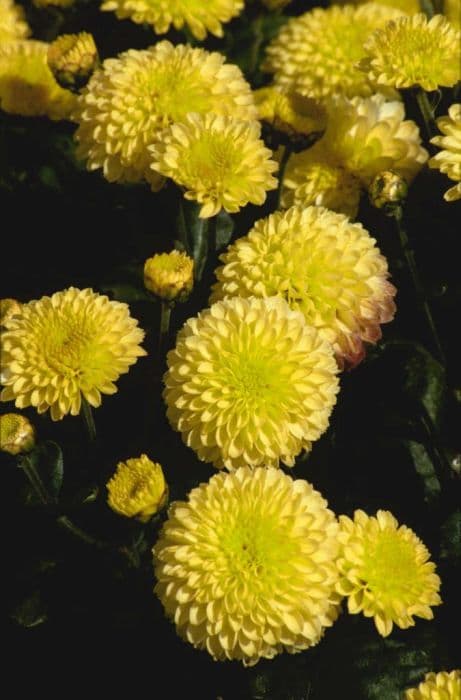 chrysanthemum 'Yellow Fairie'