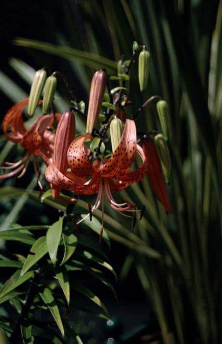 lance-leaved lily