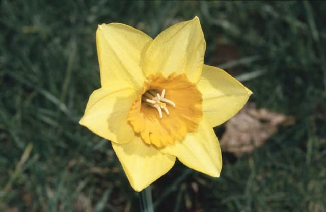 Daffodil 'Armada'