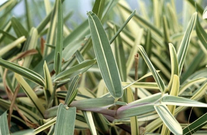 variegated buffalo grass