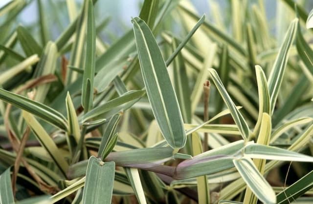 Variegated buffalo grass