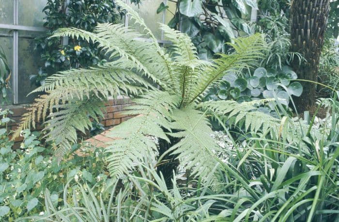 golden tree fern