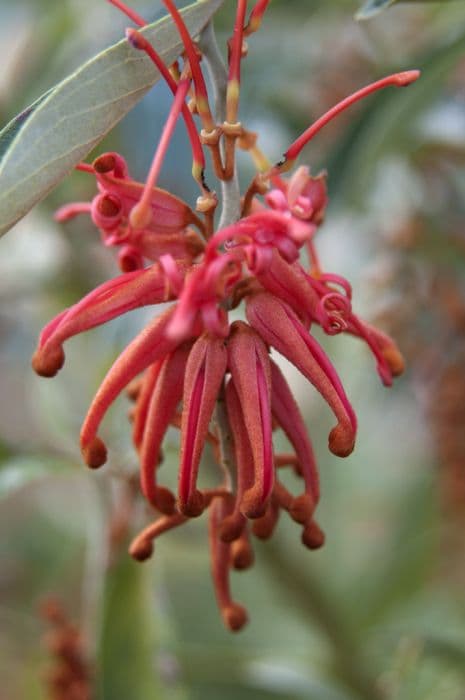 Royal grevillea