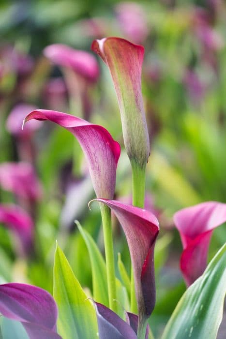 arum lily 'Choco Queen'