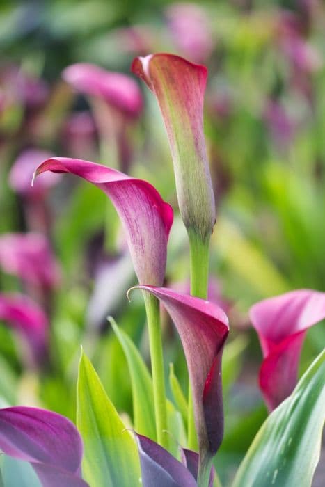 Arum lily 'Choco Queen'