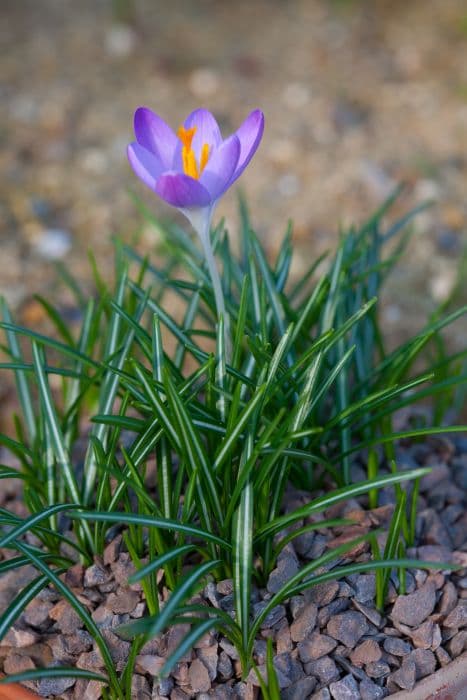 early crocus 'Barr's Purple'