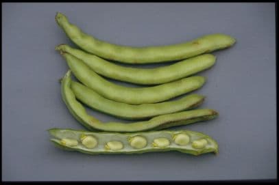 bean (broad) 'Aquadulce Claudia'