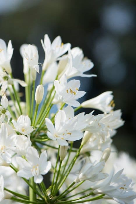 African lily 'Gletsjer'