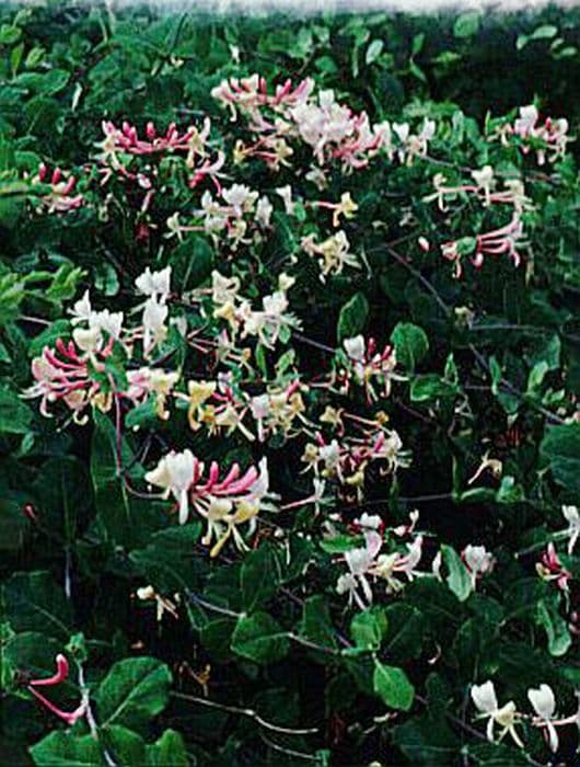 perfoliate honeysuckle