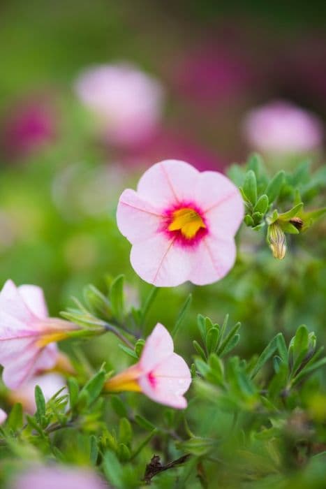 calibrachoa [Aloha Classic Tiki Soft Pink]