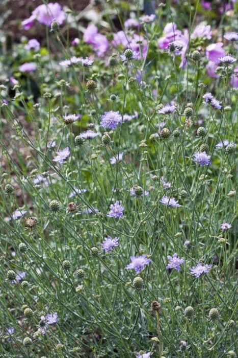 small scabious