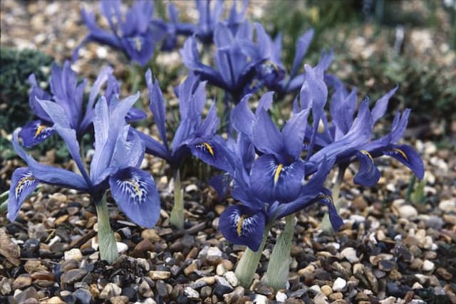 Iris 'Major'