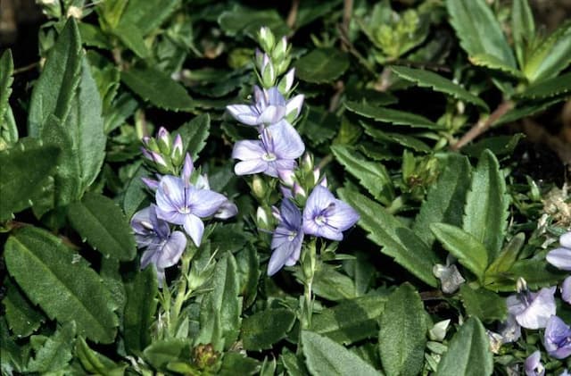 Prostrate speedwell 'Spode Blue'