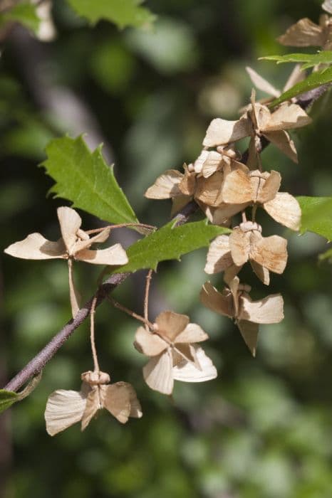 narrow-leaved lacebark