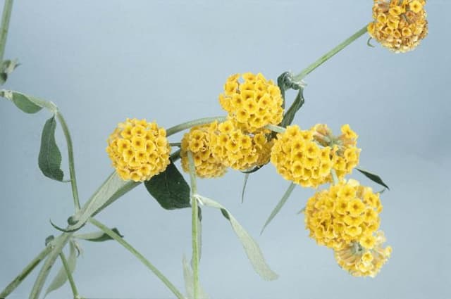 Weyer butterfly bush