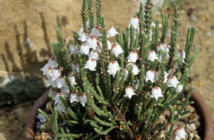 cassiope 'Randle Cooke'