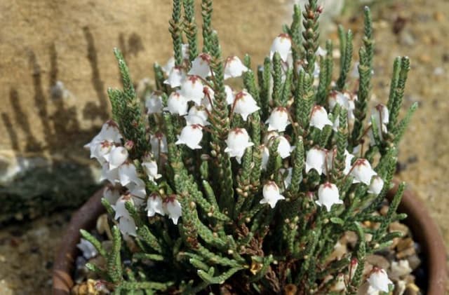 Cassiope 'Randle Cooke'