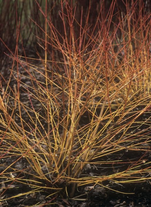 Dogwood 'Anny'