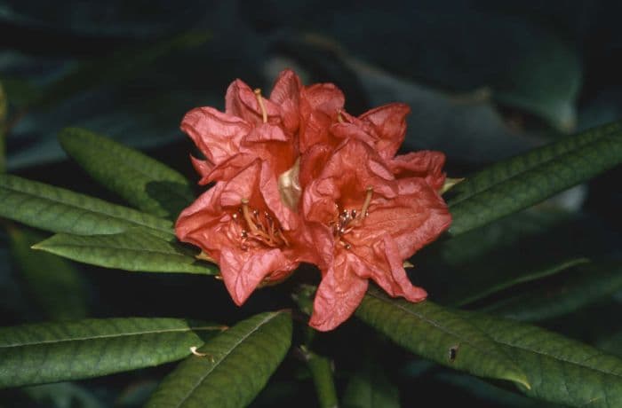 rhododendron 'Tortoiseshell Wonder'