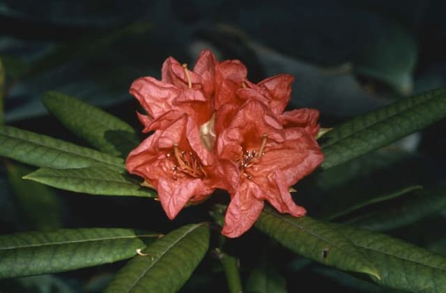 Rhododendron 'Tortoiseshell Wonder'