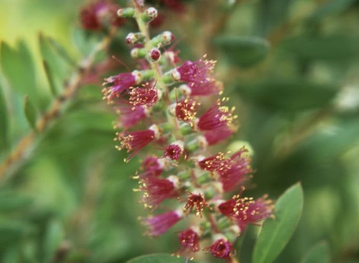 bottlebrush 'Perth Pink'