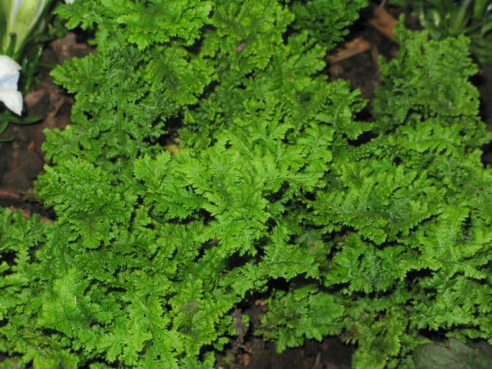 lady fern 'Lady-in-Lace'