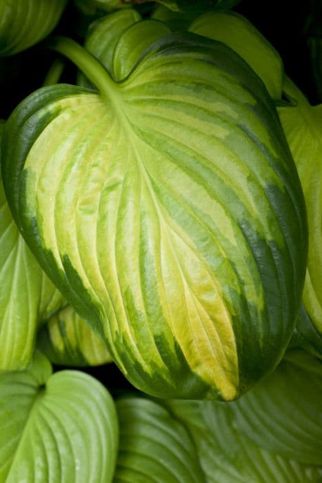 plantain lily 'Stained Glass'