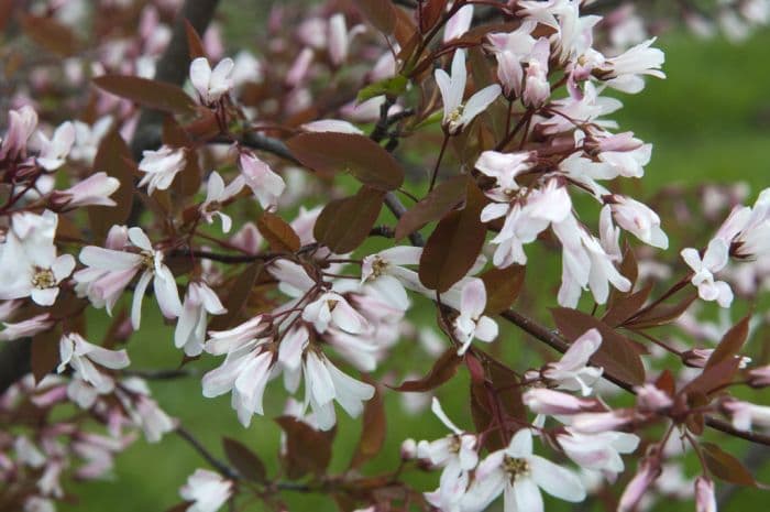 smooth serviceberry 'R.J. Hilton'