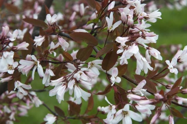 Smooth serviceberry 'R.J. Hilton'