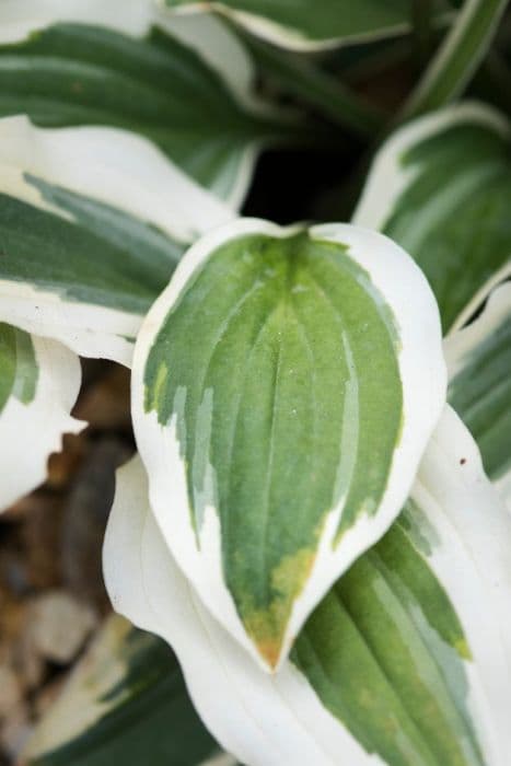 Plantain lily 'Little Wonder'