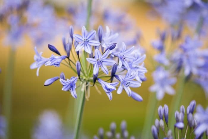 African lily 'Castle of Mey'