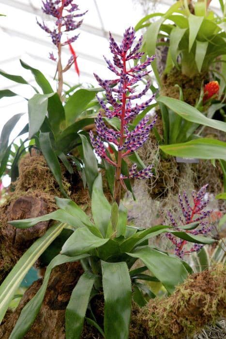 aechmea 'Del Mar'