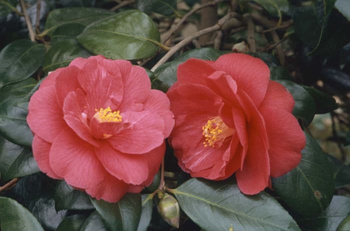 camellia 'Mars'