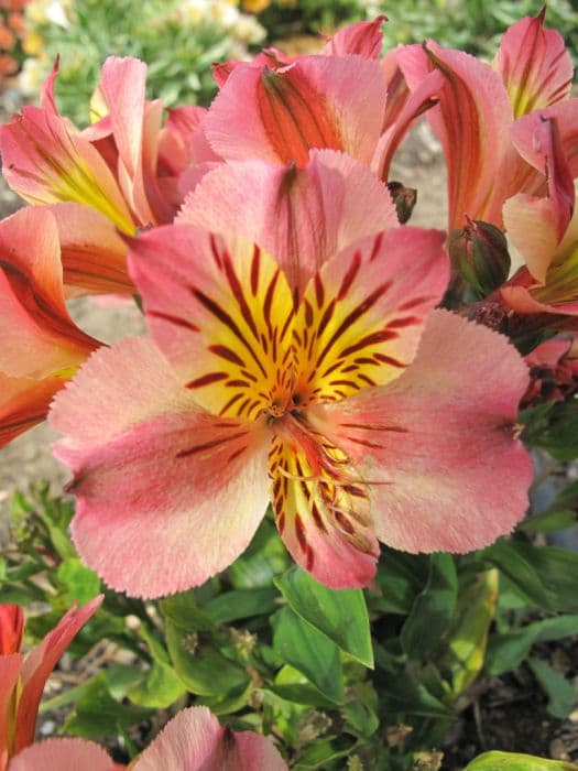 Peruvian lily [Princess Paola]